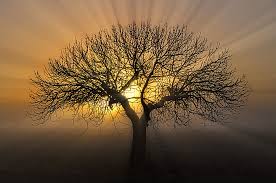 ARBOL DE LA VIDA